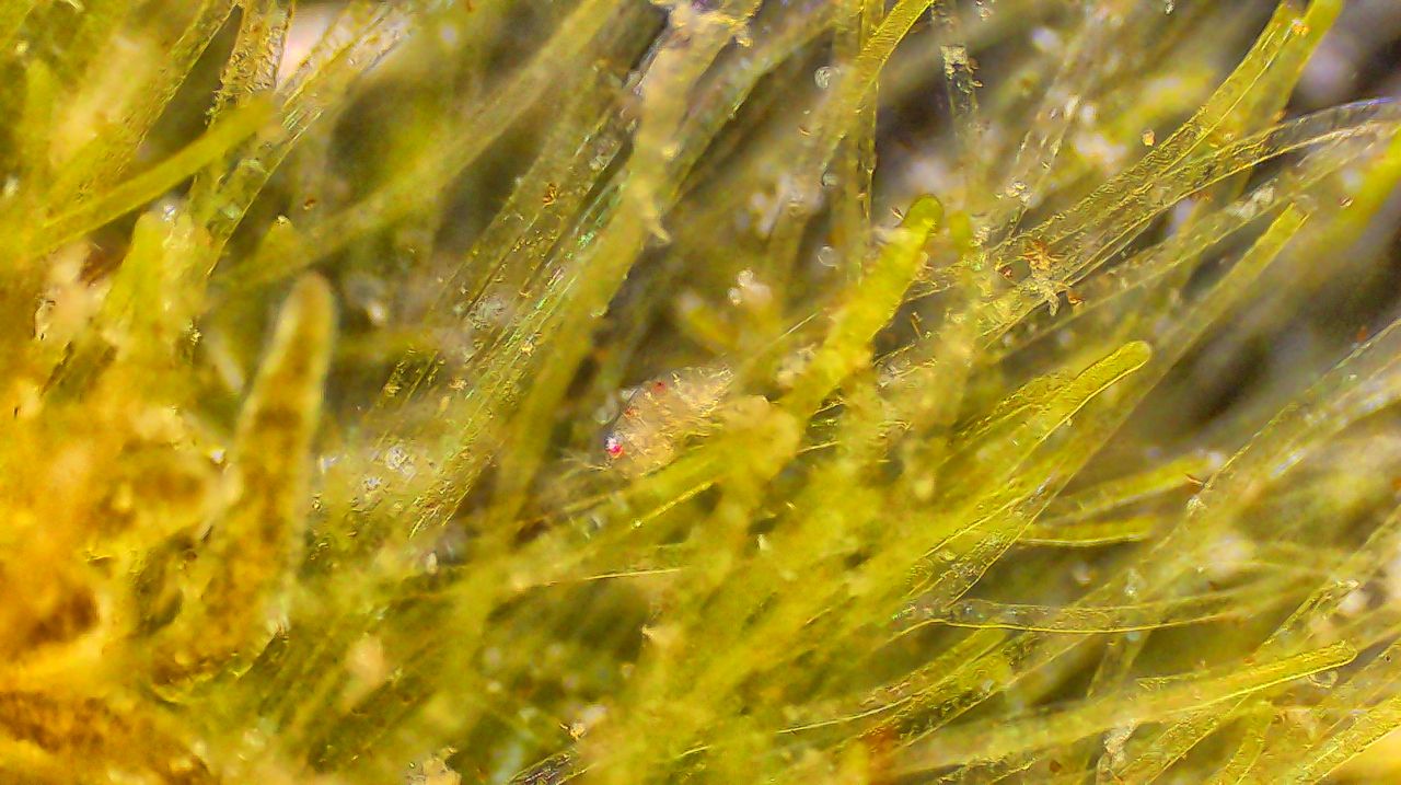 I copepodi, dal crostaceo tricolore al ciclope